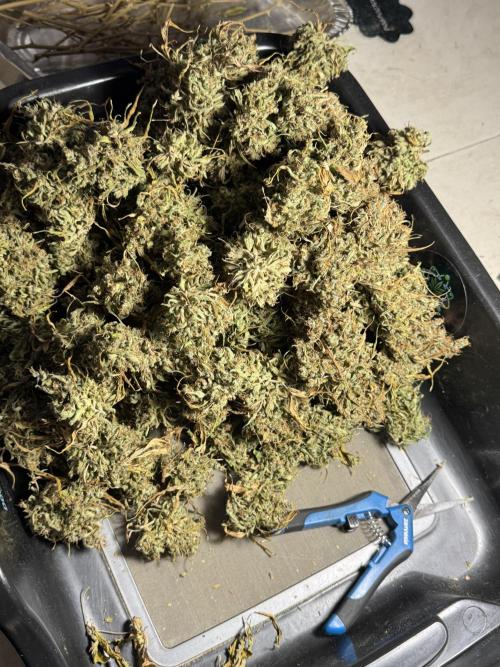 Dognabis 035 Permanent Marker (Zamnesia). Week 13 - PM #2