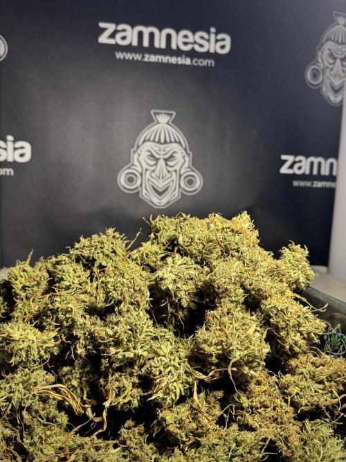 Dognabis 035 Permanent Marker (Zamnesia). Week 13 - PM #2