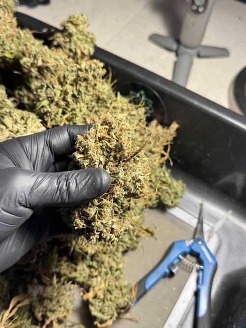 Dognabis 035 Permanent Marker (Zamnesia). Week 13 - PM #2