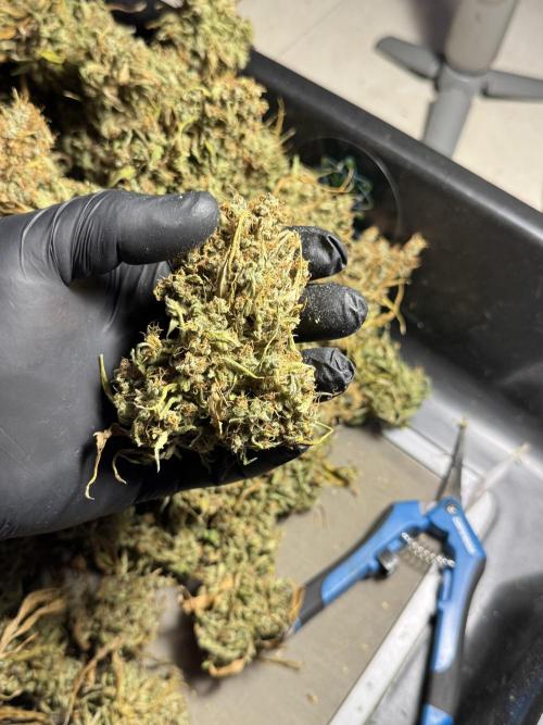 Dognabis 035 Permanent Marker (Zamnesia). Week 13 - PM #2