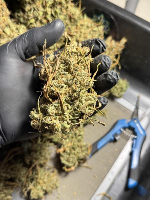 Dognabis 035 Permanent Marker (Zamnesia). Week 13 - PM #2