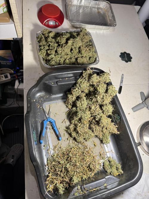 Dognabis 035 Permanent Marker (Zamnesia). Week 13 - PM #2