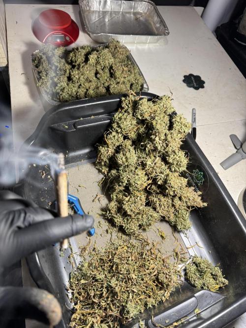 Dognabis 035 Permanent Marker (Zamnesia). Week 13 - PM #2