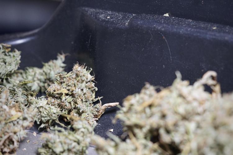 Dognabis 035 Permanent Marker (Zamnesia). Week 13 - PM #2