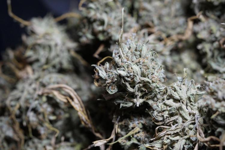 Dognabis 035 Permanent Marker (Zamnesia). Week 13 - PM #2