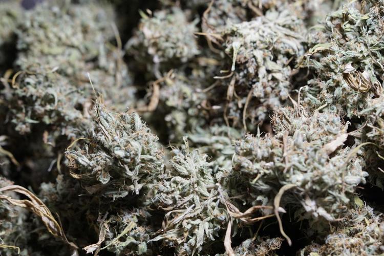 Dognabis 035 Permanent Marker (Zamnesia). Week 13 - PM #2