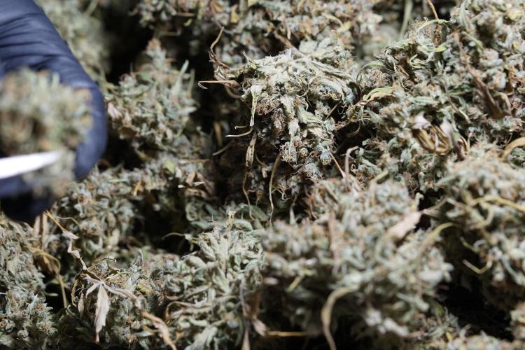 Dognabis 035 Permanent Marker (Zamnesia). Week 13 - PM #2