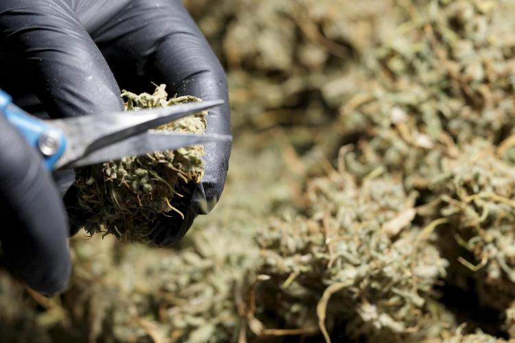 Dognabis 035 Permanent Marker (Zamnesia). Week 13 - PM #2