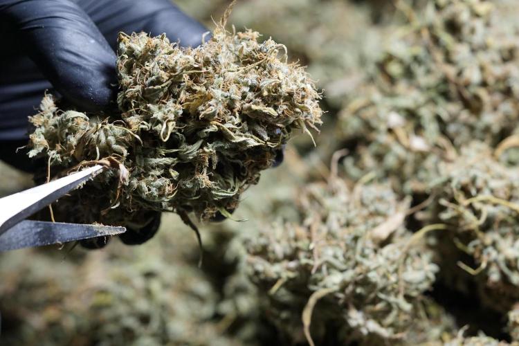 Dognabis 035 Permanent Marker (Zamnesia). Week 13 - PM #2