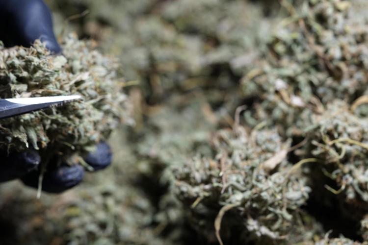 Dognabis 035 Permanent Marker (Zamnesia). Week 13 - PM #2