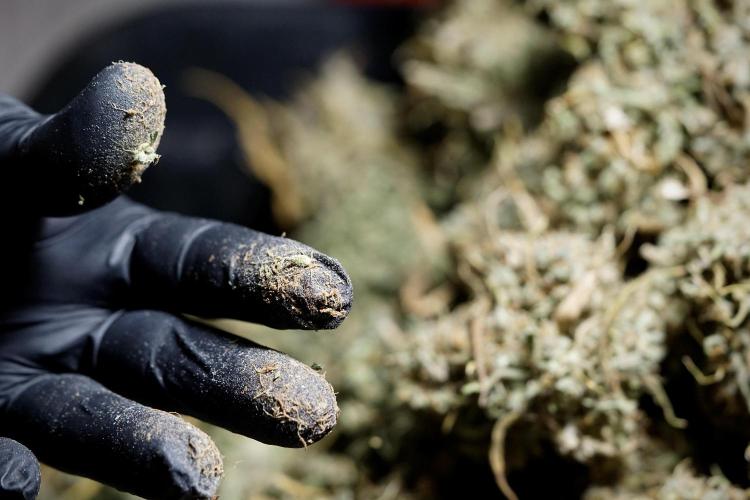 Dognabis 035 Permanent Marker (Zamnesia). Week 13 - PM #2