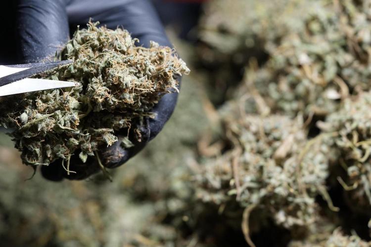 Dognabis 035 Permanent Marker (Zamnesia). Week 13 - PM #2