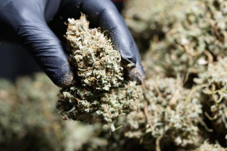 Dognabis 035 Permanent Marker (Zamnesia). Week 13 - PM #2