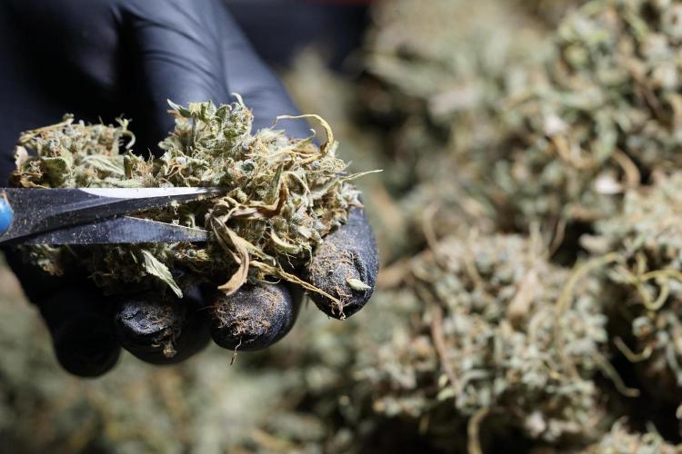 Dognabis 035 Permanent Marker (Zamnesia). Week 13 - PM #2