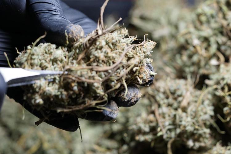 Dognabis 035 Permanent Marker (Zamnesia). Week 13 - PM #2