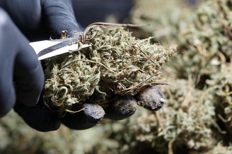 Dognabis 035 Permanent Marker (Zamnesia). Week 13 - PM #2