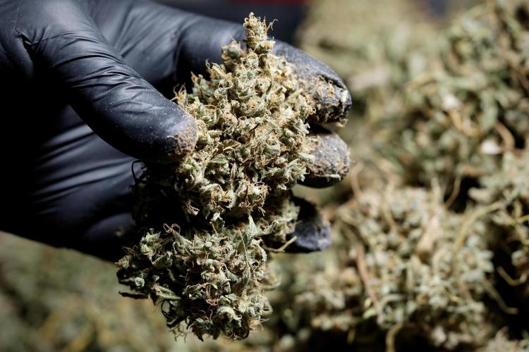 Dognabis 035 Permanent Marker (Zamnesia). Week 13 - PM #2