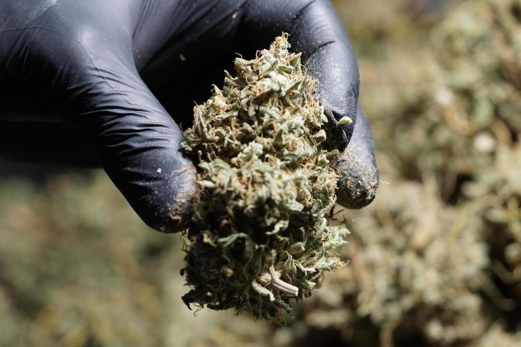 Dognabis 035 Permanent Marker (Zamnesia). Week 13 - PM #2