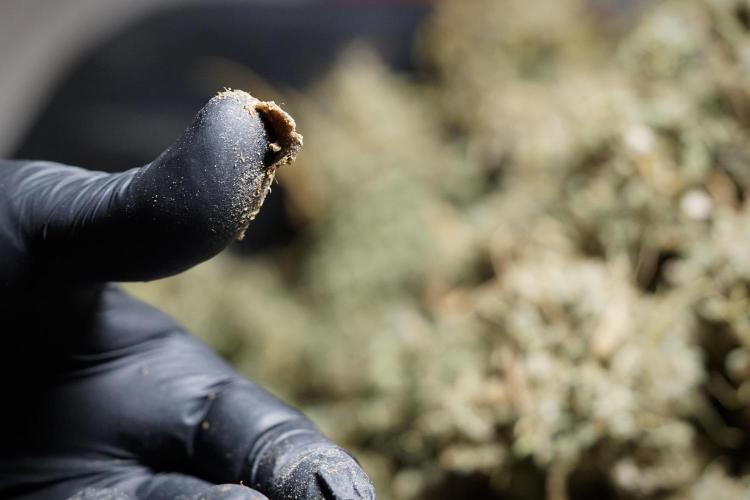 Dognabis 035 Permanent Marker (Zamnesia). Week 13 - PM #2