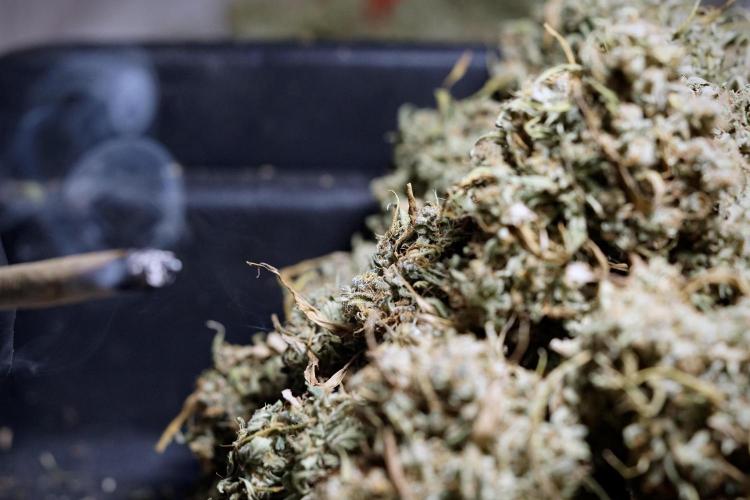 Dognabis 035 Permanent Marker (Zamnesia). Week 13 - PM #2