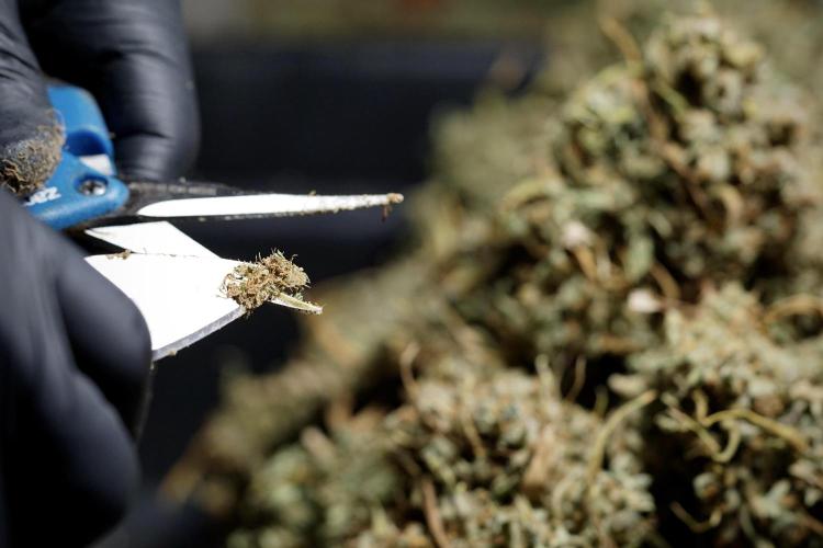 Dognabis 035 Permanent Marker (Zamnesia). Week 13 - PM #2