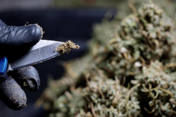 Dognabis 035 Permanent Marker (Zamnesia). Week 13 - PM #2