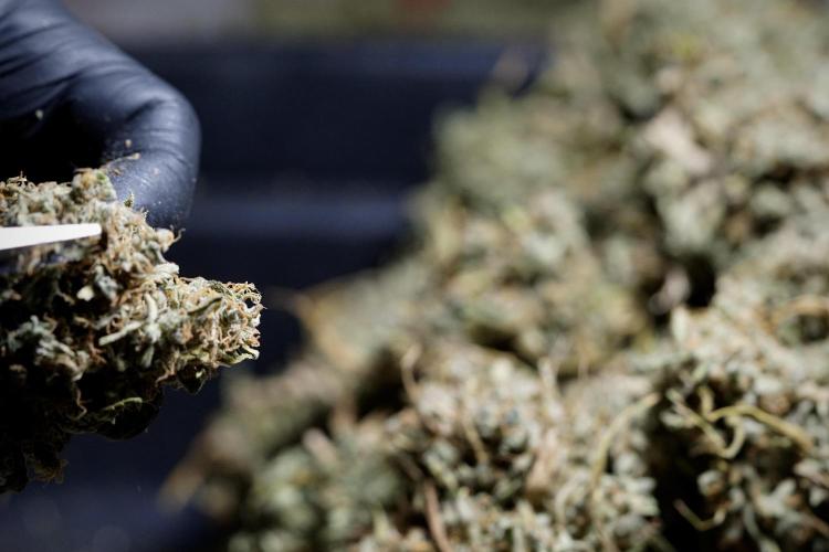 Dognabis 035 Permanent Marker (Zamnesia). Week 13 - PM #2