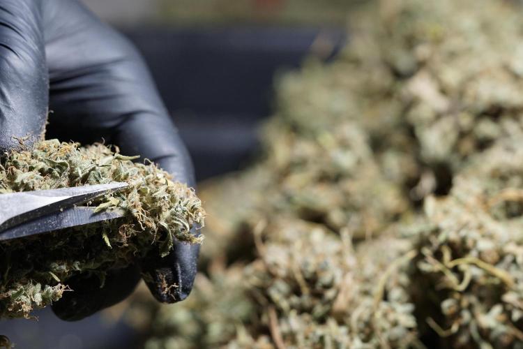 Dognabis 035 Permanent Marker (Zamnesia). Week 13 - PM #2