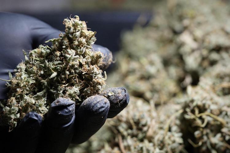 Dognabis 035 Permanent Marker (Zamnesia). Week 13 - PM #2