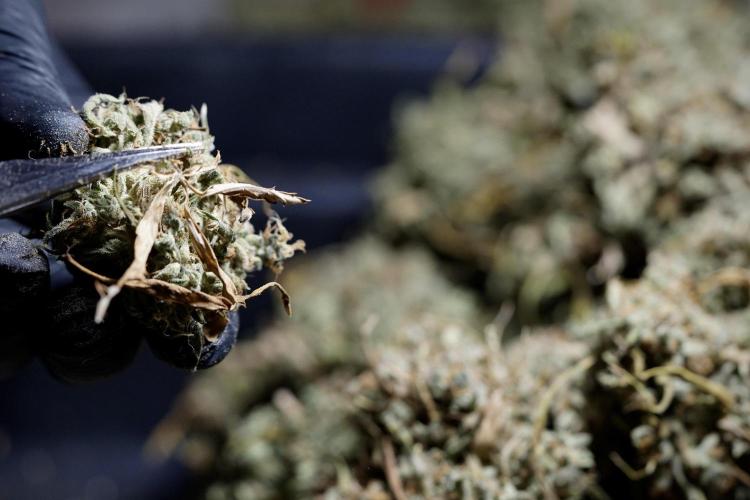 Dognabis 035 Permanent Marker (Zamnesia). Week 13 - PM #2