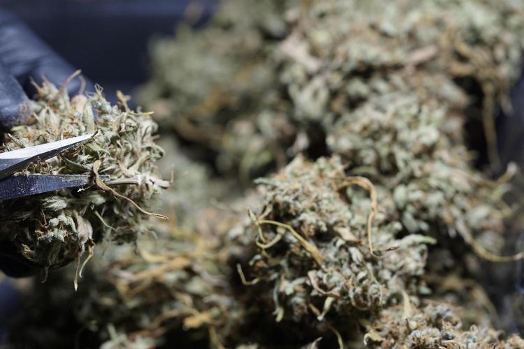 Dognabis 035 Permanent Marker (Zamnesia). Week 13 - PM #2