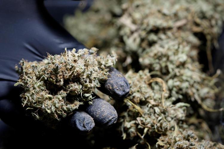 Dognabis 035 Permanent Marker (Zamnesia). Week 13 - PM #2