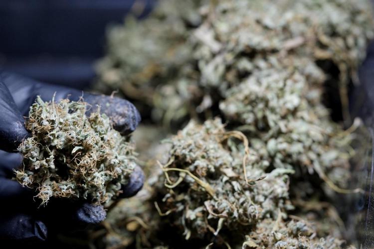 Dognabis 035 Permanent Marker (Zamnesia). Week 13 - PM #2