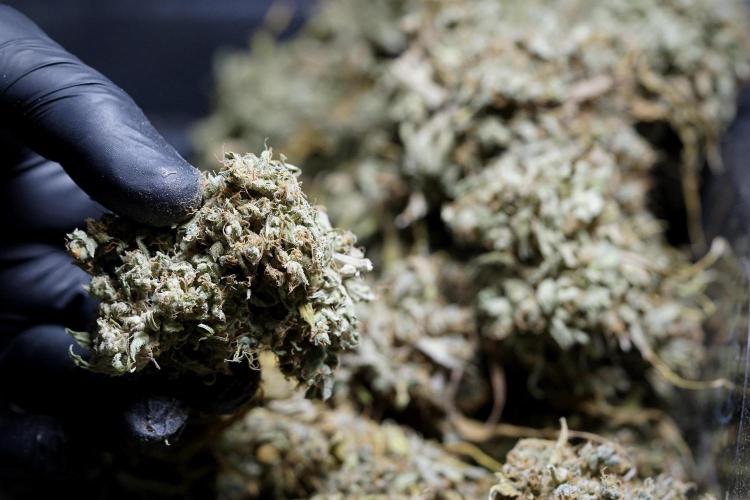 Dognabis 035 Permanent Marker (Zamnesia). Week 13 - PM #2