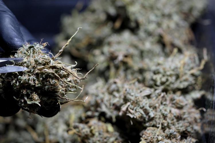 Dognabis 035 Permanent Marker (Zamnesia). Week 13 - PM #2