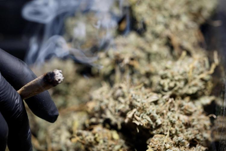 Dognabis 035 Permanent Marker (Zamnesia). Week 13 - PM #2