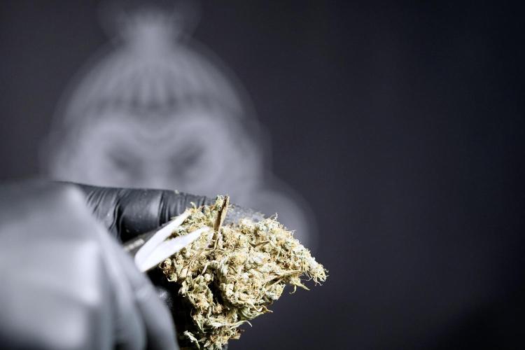 Dognabis 035 Permanent Marker (Zamnesia). Week 13 - PM #2