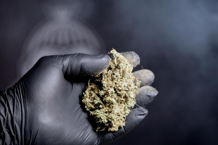 Dognabis 035 Permanent Marker (Zamnesia). Week 13 - PM #2