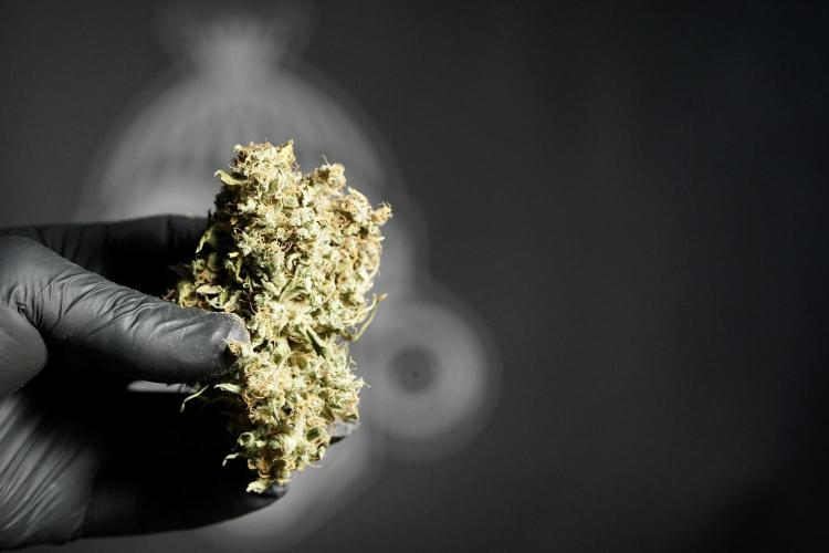 Dognabis 035 Permanent Marker (Zamnesia). Week 13 - PM #2