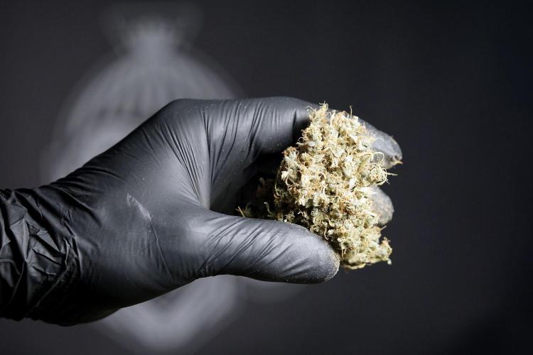 Dognabis 035 Permanent Marker (Zamnesia). Week 13 - PM #2