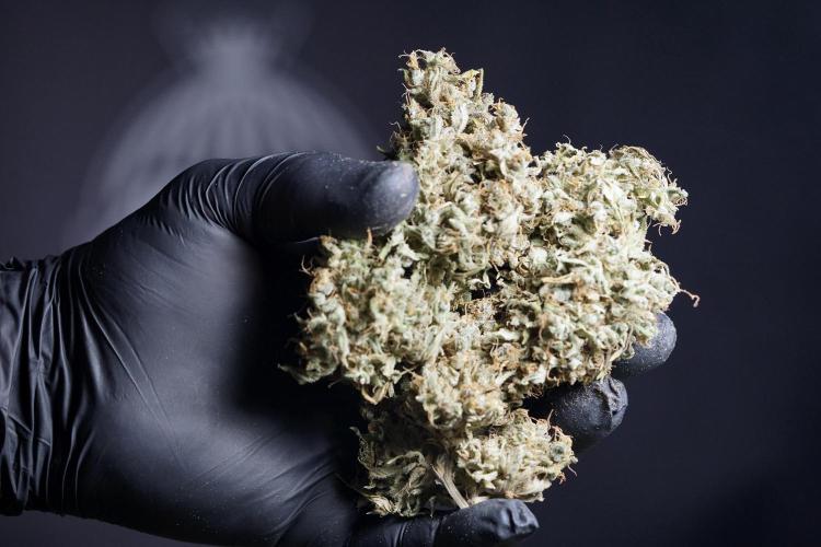 Dognabis 035 Permanent Marker (Zamnesia). Week 13 - PM #2