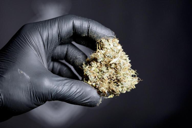 Dognabis 035 Permanent Marker (Zamnesia). Week 13 - PM #2