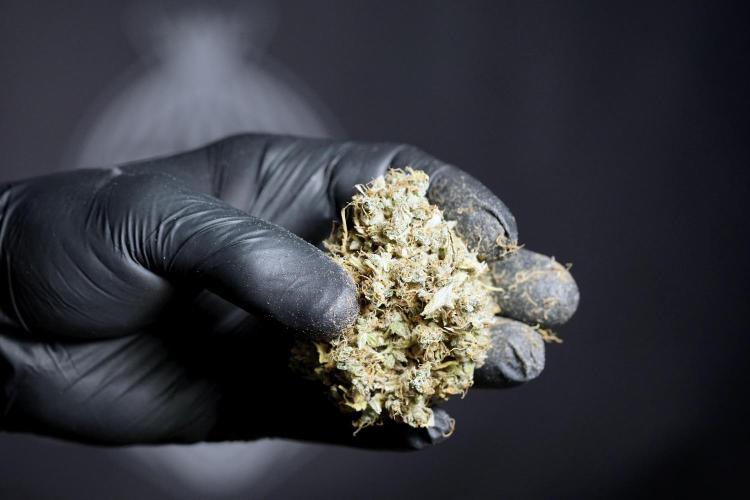 Dognabis 035 Permanent Marker (Zamnesia). Week 13 - PM #2