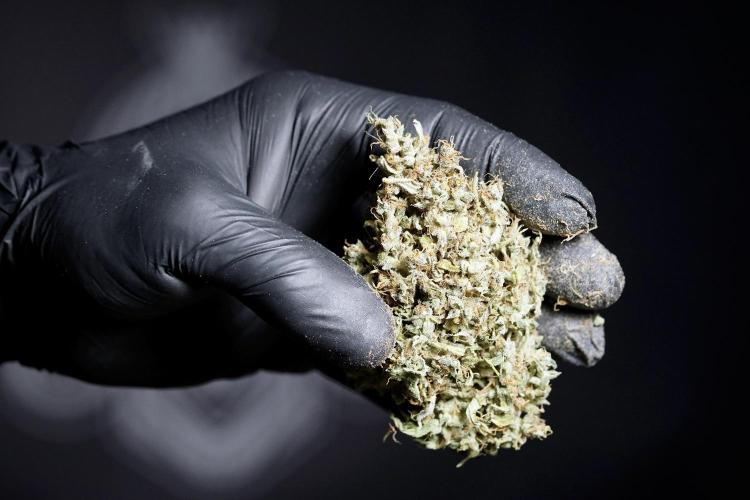 Dognabis 035 Permanent Marker (Zamnesia). Week 13 - PM #2