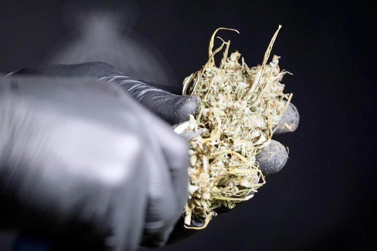 Dognabis 035 Permanent Marker (Zamnesia). Week 13 - PM #2