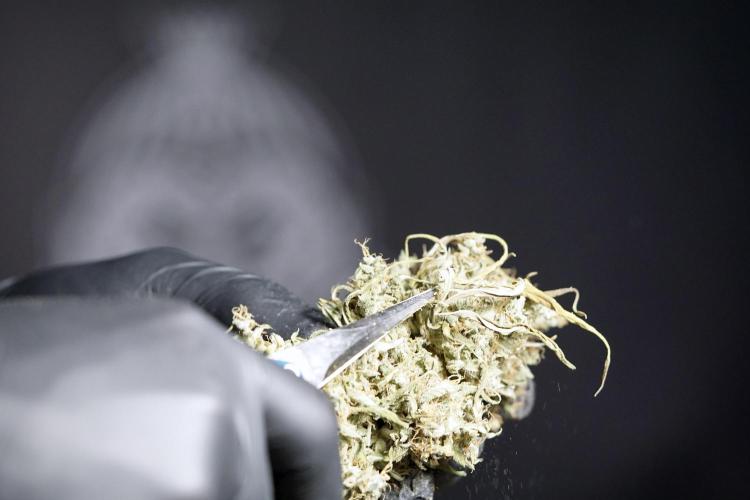 Dognabis 035 Permanent Marker (Zamnesia). Week 13 - PM #2