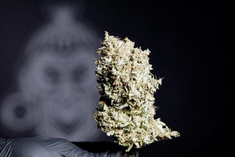 Dognabis 035 Permanent Marker (Zamnesia). Week 13 - PM #2