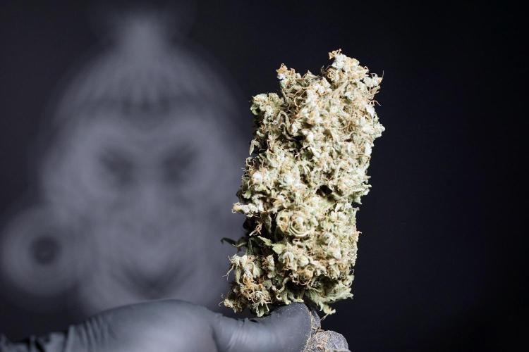 Dognabis 035 Permanent Marker (Zamnesia). Week 13 - PM #2