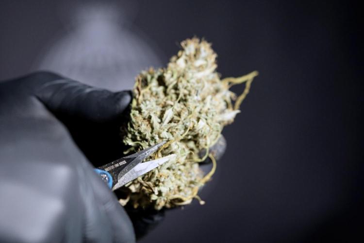 Dognabis 035 Permanent Marker (Zamnesia). Week 13 - PM #2