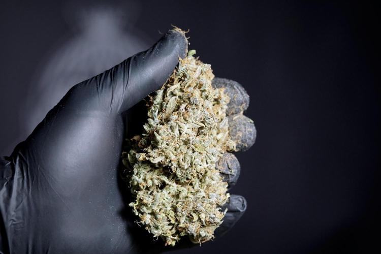 Dognabis 035 Permanent Marker (Zamnesia). Week 13 - PM #2